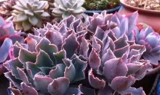 晚霞之舞介绍（晚霞之舞介绍视频）