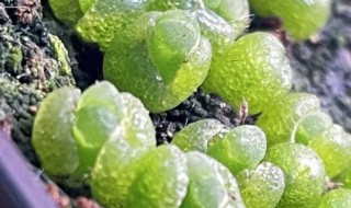 绿风铃多肉怎么养 绿风铃多肉怎么养殖