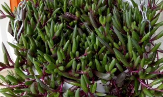 紫弦月原来是这样养的吗 紫弦月怎样种植与养护