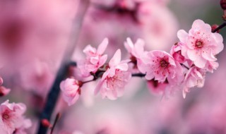 铁梅花的养殖方法 铁梅花的养殖方法和方法