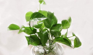 水养花技巧是什么（水养的花怎么养）