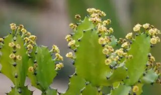 火殃勒怎么养 火殃勒怎么养能长粗不长高