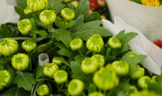 四季菊花怎么养（四季菊花怎么养活）