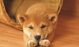 5个月大的狗狗一天应该吃几顿饭 5个月大的狗狗一天应该吃几顿饭啊