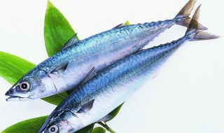 茄汁鲅鱼做法 茄汁鲅鱼的做法