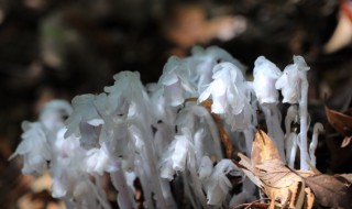 水晶兰怎么养（水晶兰怎么养才能开花）