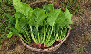 菠菜冻了还能吃吗 菠菜冷冻后还能吃吗