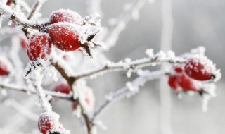 冬天文案治愈系（冬天推文文案）