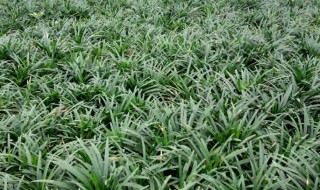 玉龙草怎么养 玉龙草怎么养殖方法