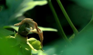 老来俏怎么养（老来俏怎么养殖）