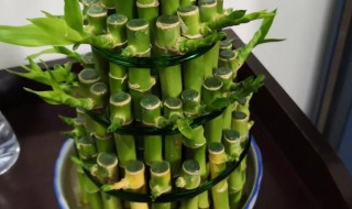 节节高怎么养不发黄 节节高发黄怎么办水养