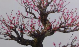 红梅盆景怎么养 红梅盆景怎么养的粗