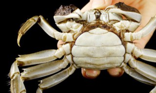 吃螃蟹可以喝姜丝可乐吗（吃螃蟹可以喝姜丝可乐吗）