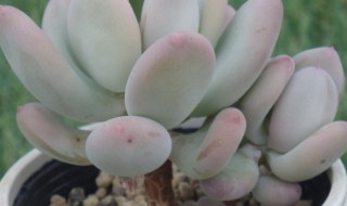 三日月美人怎么养 三日月美人养护