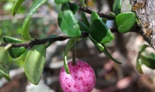 树萝卜过冬养殖方法 树萝卜过冬养殖方法视频