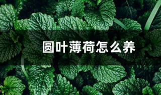 圆叶薄荷怎么养（圆叶薄荷怎么养护）