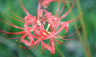 石蒜花怎么养 石蒜花怎么养才能开花