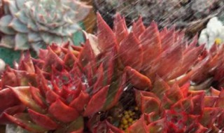 东云多肉怎么养（东云多肉怎么养殖）