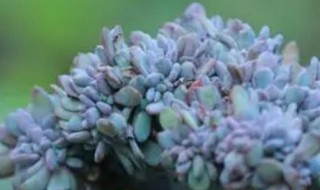 多肉植物秋之霜怎么养（秋之霜 多肉）