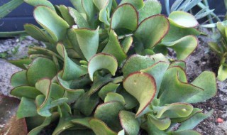 知更鸟多肉怎么养 知更鸟海带多肉