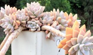 淡雪多肉怎么养（淡雪多肉怎么养殖方法）