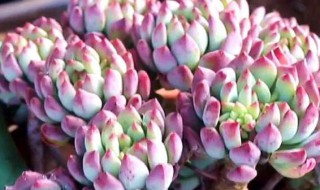 多肉初吻怎么养 多肉初吻怎么繁殖