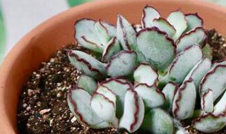 多肉植物巧克力线怎么养（多肉植物巧克力线怎么养护）