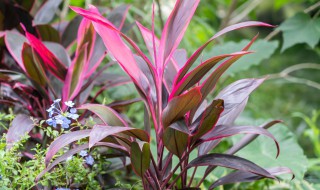 朱蕉怎么养 朱蕉怎么养水养