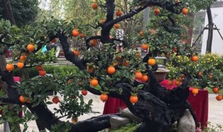 金弹子一年小苗怎么栽 金弹子小苗怎么种