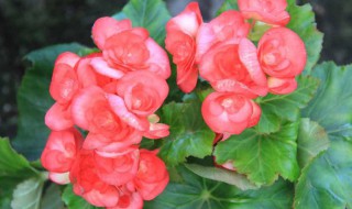 四季海棠怎么养才能更茂盛 四季海棠怎么养才能更茂盛呢