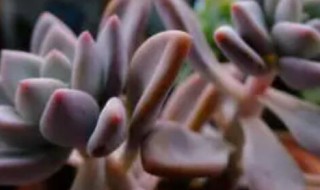 奥普林娜多肉怎么养（多肉植物奥普琳娜怎么养）