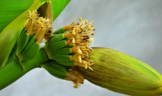 家养芭蕉怎么养（家养芭蕉怎么养活）