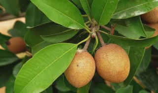 人心果为什么不建议食用 人心果可以食用吗