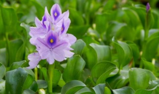 水葫芦冬季怎么养（水葫芦冬季怎么养殖）