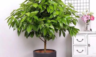 平安树冬天怎么养才能安全过冬（冬天怎样养平安树）