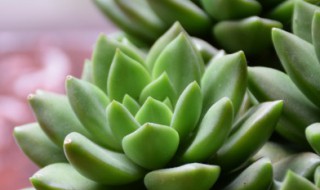 沁心多肉介绍（沁心多肉好养吗）