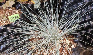 蓝羊茅怎么养（蓝羊茅养殖方法和注意事项）