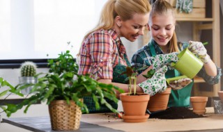 铜钱草半土半水怎么养 铜钱草半土半水怎么养护