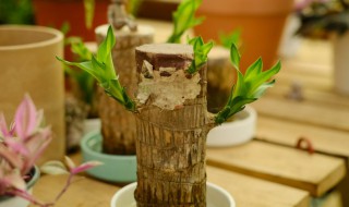 巴西木水养怎么养（巴西木水养怎么养才能发芽）