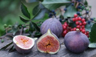 家中种无花果树风水不吉利如何化解 家中种无花果树风水不吉利如何化解呢