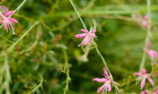 山桃草怎么养（山桃草怎么养才能开花）
