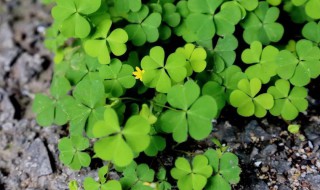 酢浆草怎么养（酢浆草怎么养护）