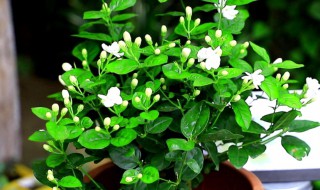 四季茉莉怎么养(四季茉莉怎么养才能开花)
