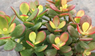 姬红花月怎么养（姬红花月怎么养护）