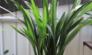 新买的墨兰怎么养（新买的墨兰怎么养护）