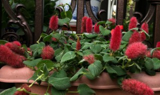 岁岁红怎么养（岁岁红花怎么养护）