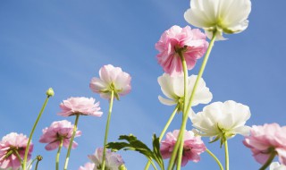 梦见蓝天白云（梦见蓝天白云还拍照是什么意思）