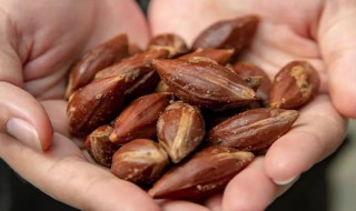 榄角什么人不能吃 榄角什么人不能吃有肿瘤可以吃吗