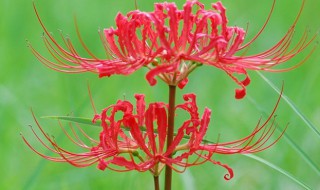 恶魔之花有什么用 饥荒恶魔之花有什么用