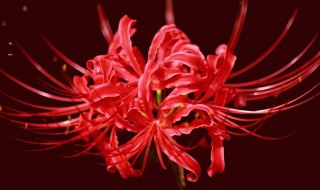 什么花被称为恶魔之花 恶魔花是什么花